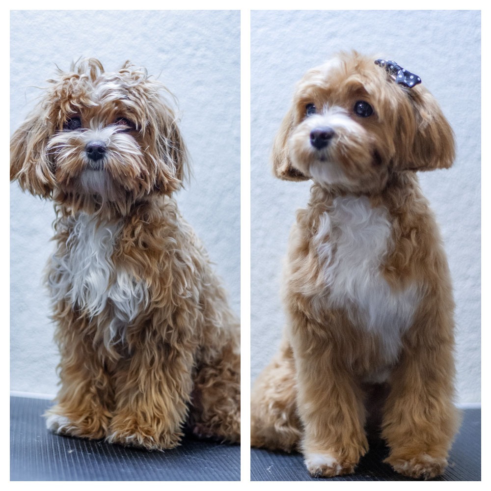 Galerie 1 - Hundesalon Luna