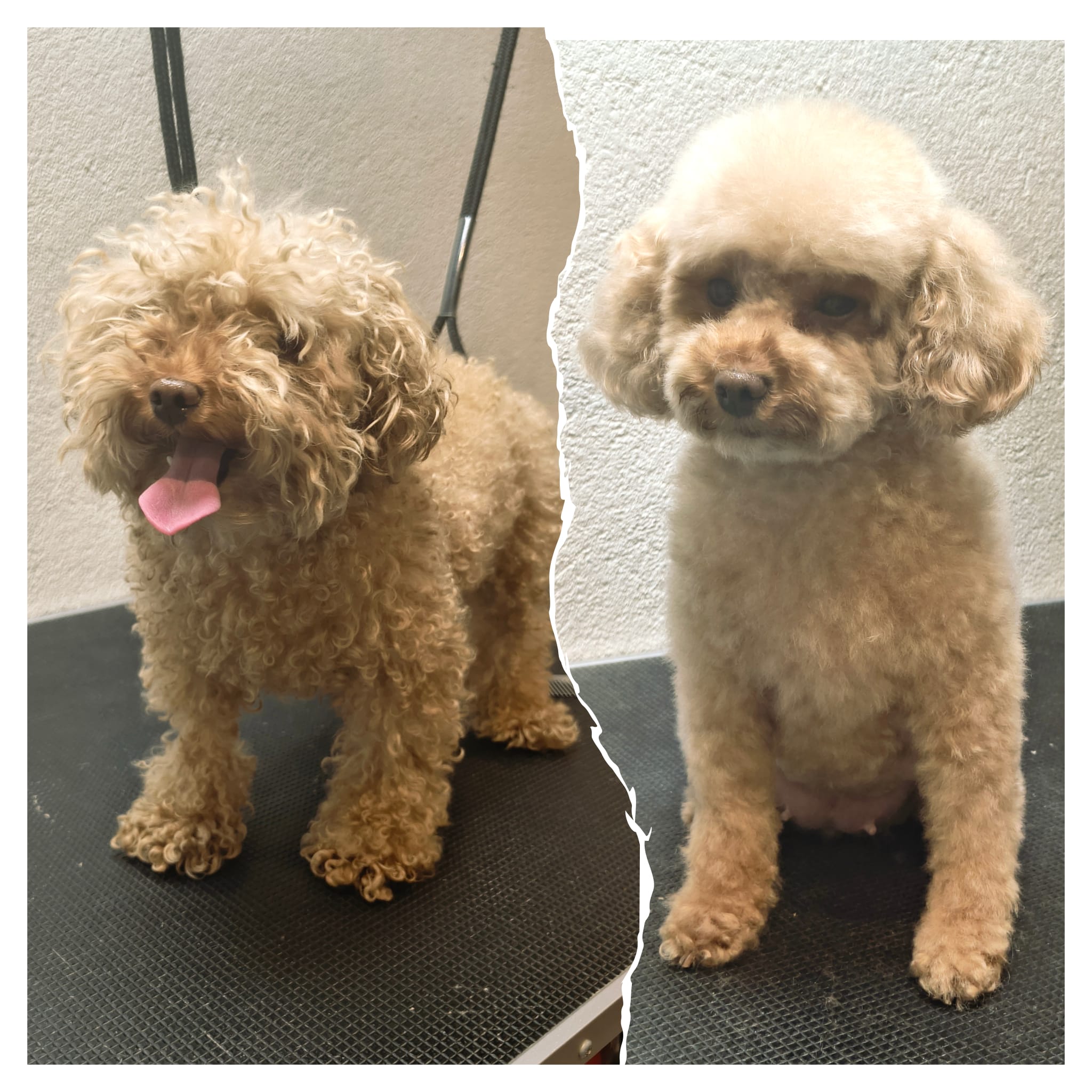 Galerie 10 - Hundesalon Luna