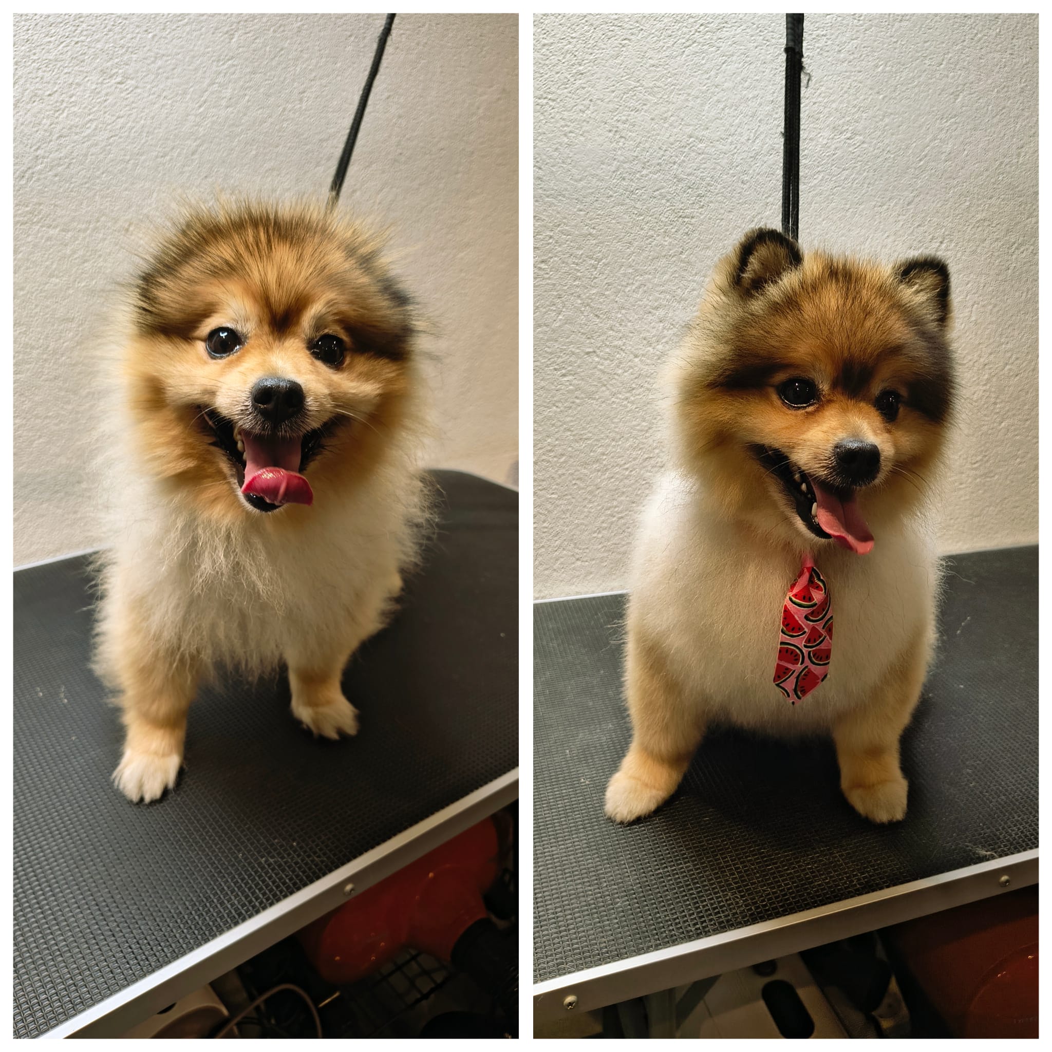 Galerie 11 - Hundesalon Luna