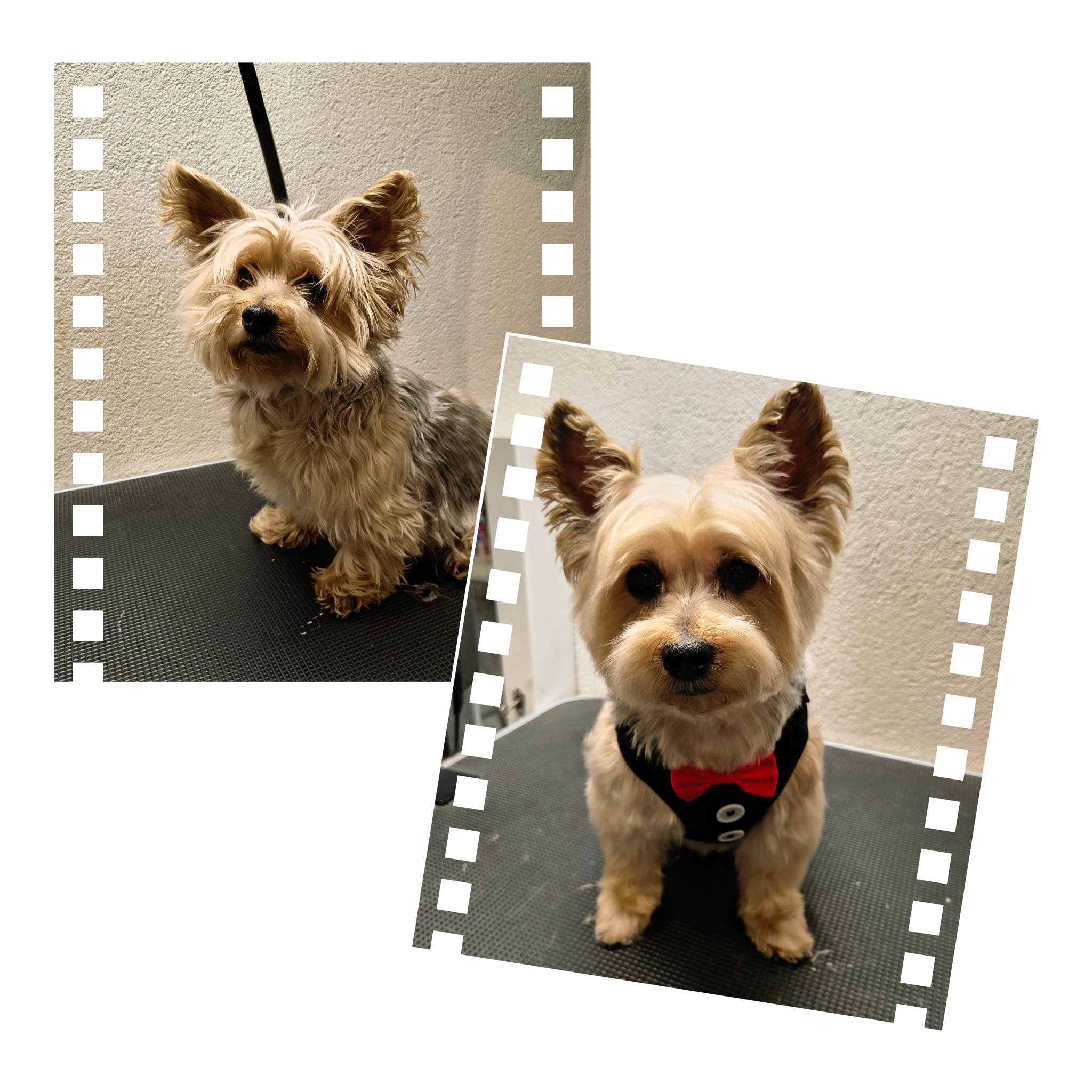 Galerie 3 - Hundesalon Luna