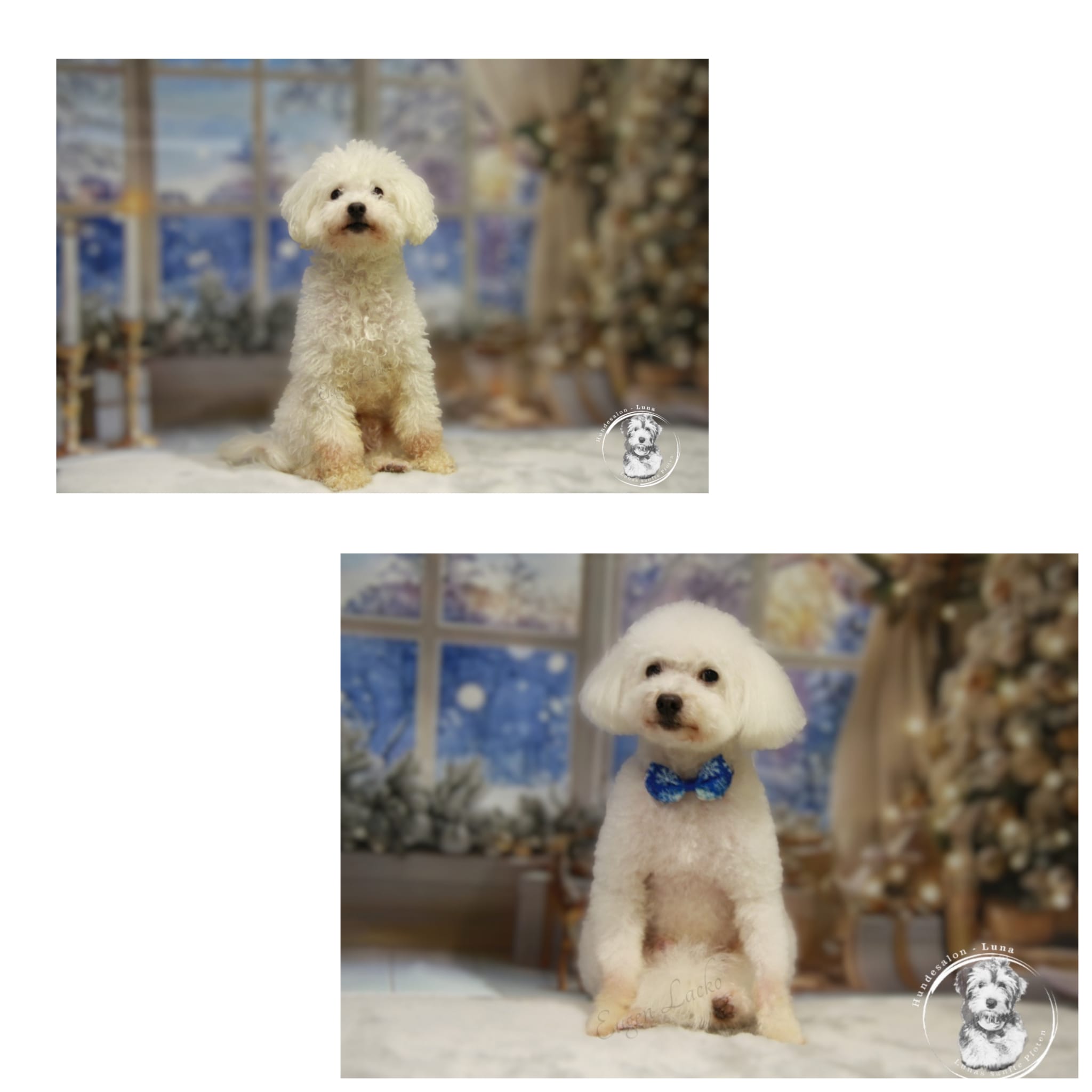 Galerie 6 - Hundesalon Luna