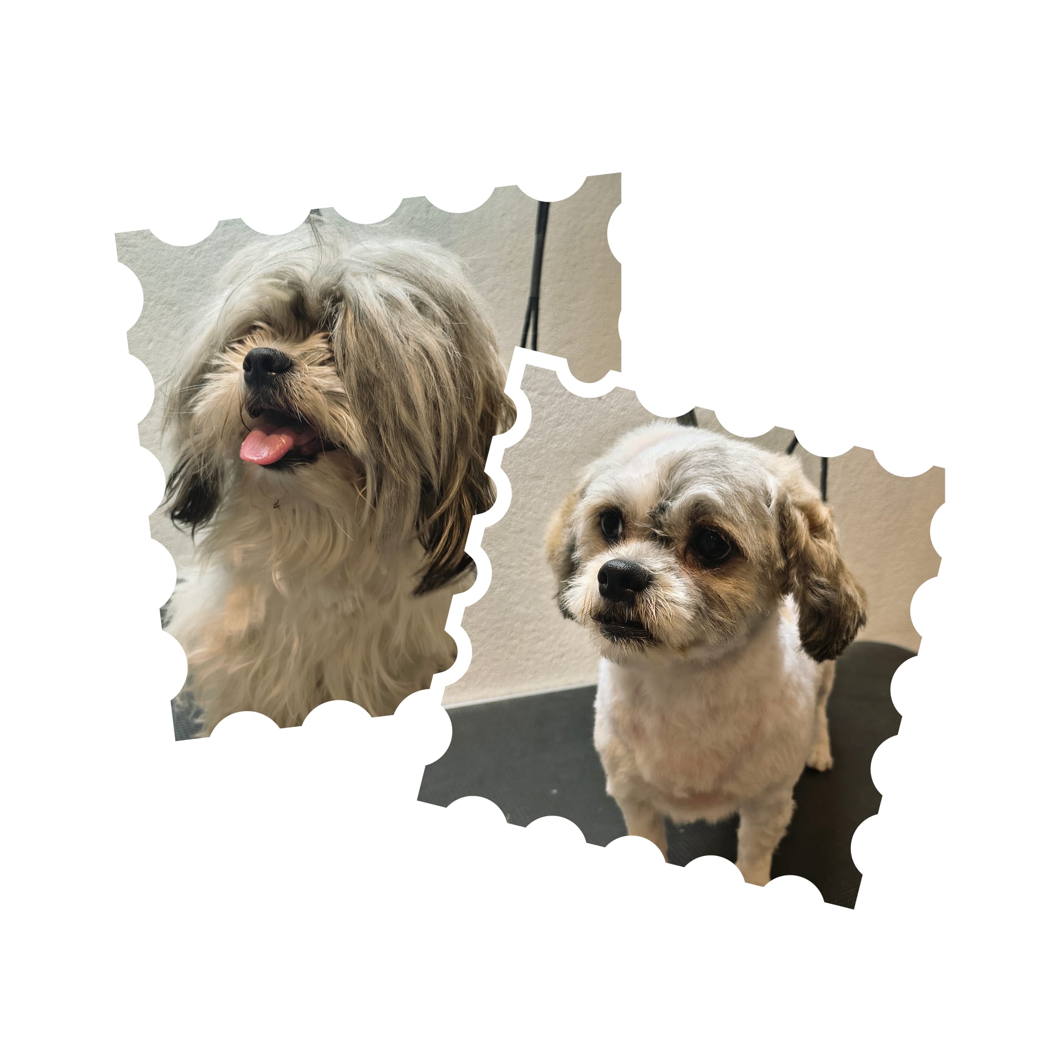 Galerie 7 - Hundesalon Luna