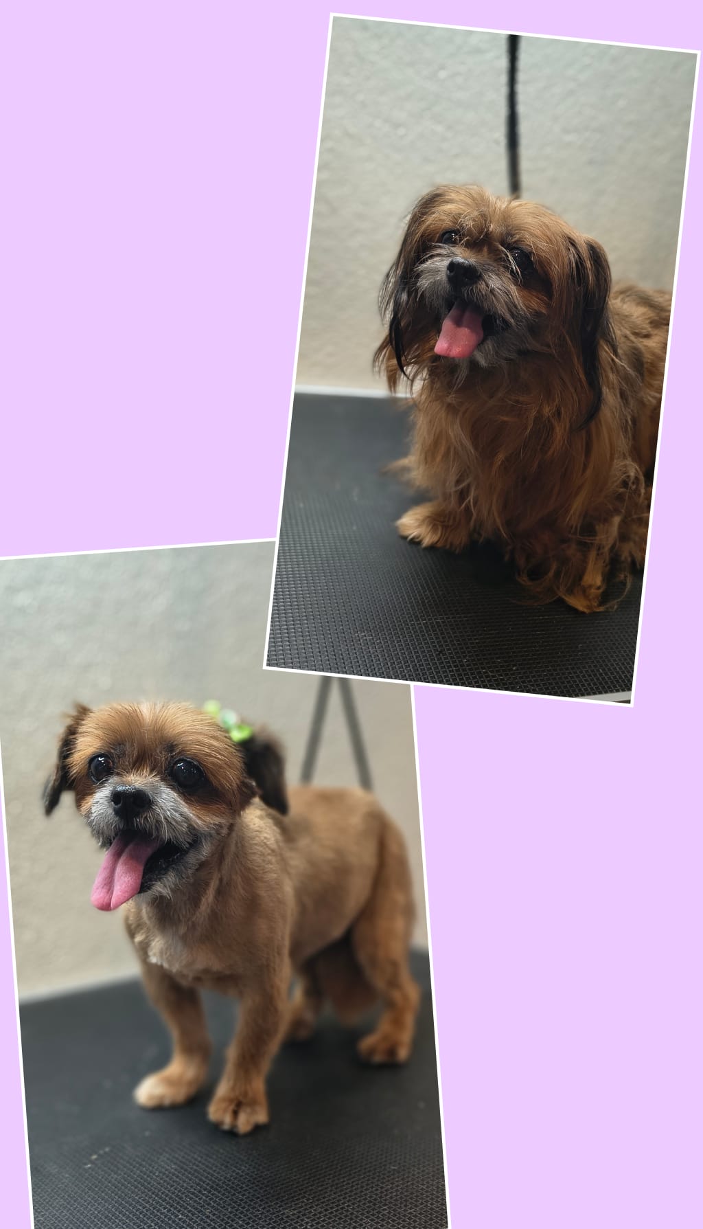 Galerie 8 - Hundesalon Luna