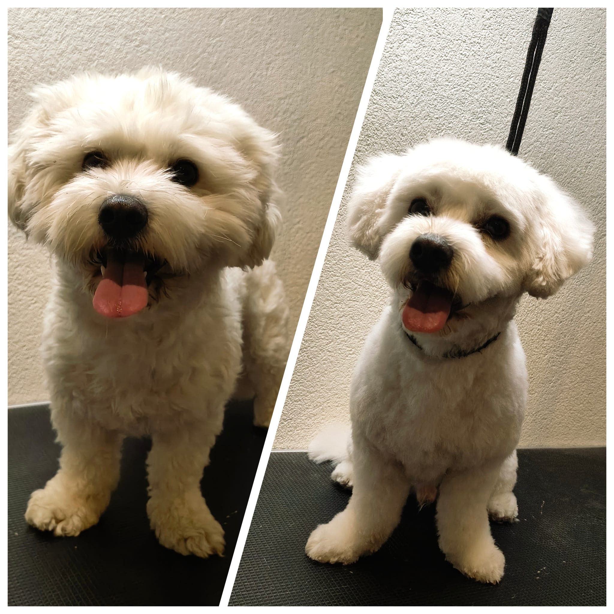 Galerie 9 - Hundesalon Luna